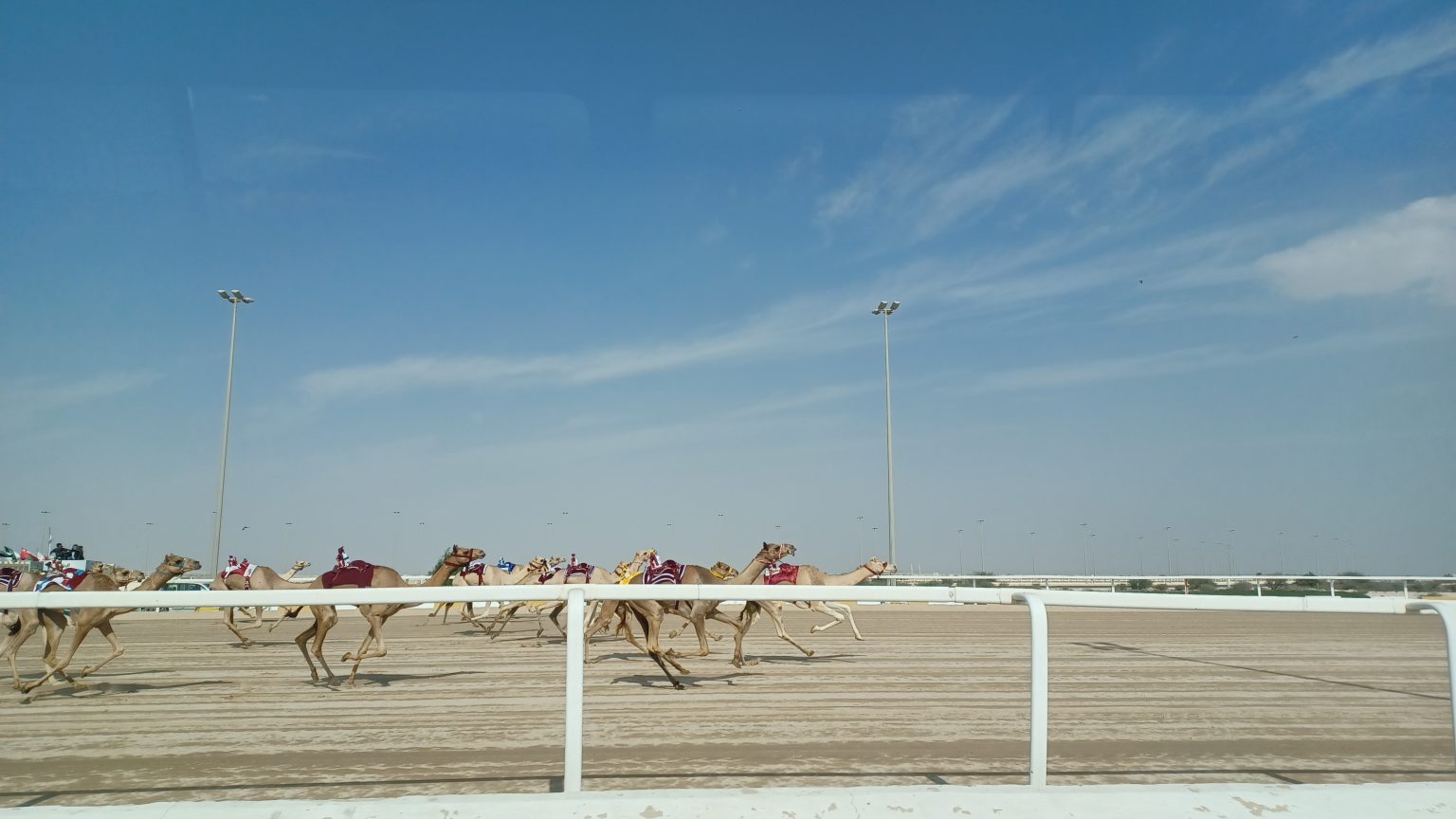 Camel (and car) racing in Qatar - DebbieDerryCamel racing