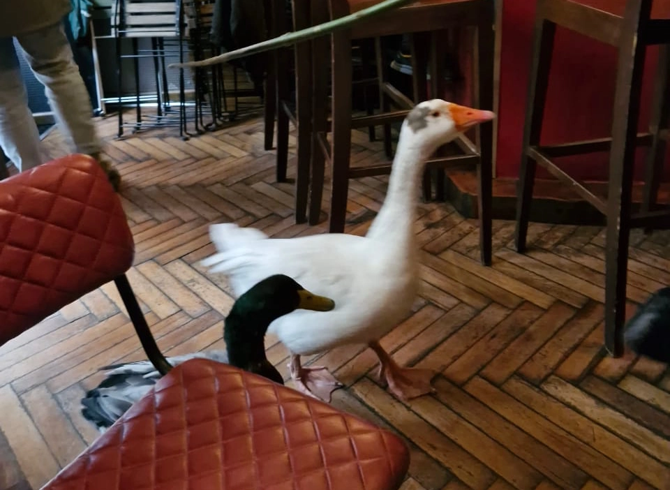 A goose and duck waddled into a bar